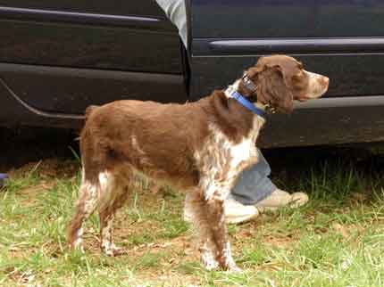 Brittany Spaniel Liver Roan