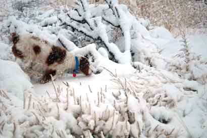 Ollie in snow